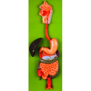 Digestive System Model